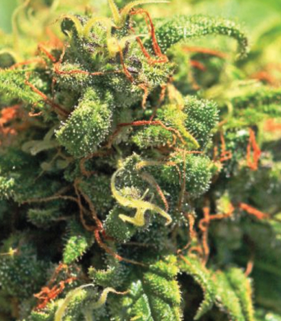 Pineapple Upside Down Cake Cannabis Seeds