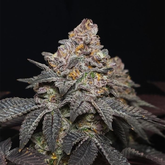 Red Kachina 3.0 (Conscious Genetics) Cannabis Seeds