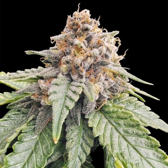 Red Lotus (Conscious Genetics) Cannabis Seeds