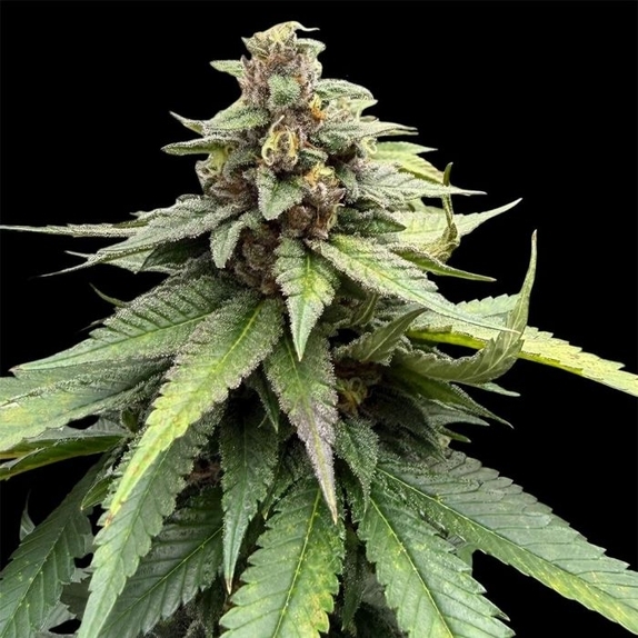 Red Halo Female (Conscious Genetics) Cannabis Seeds