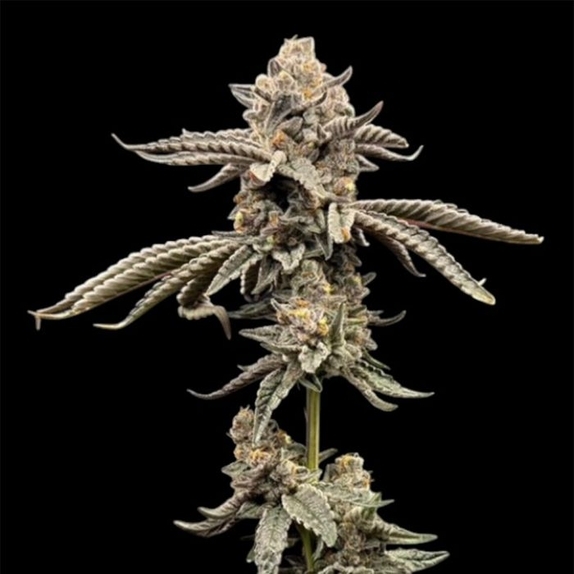 Red Opal (Conscious Genetics) Cannabis Seeds
