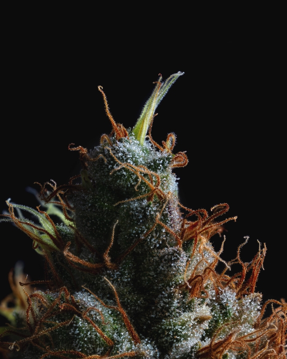 Raspberry Parfait  Cannabis Seeds