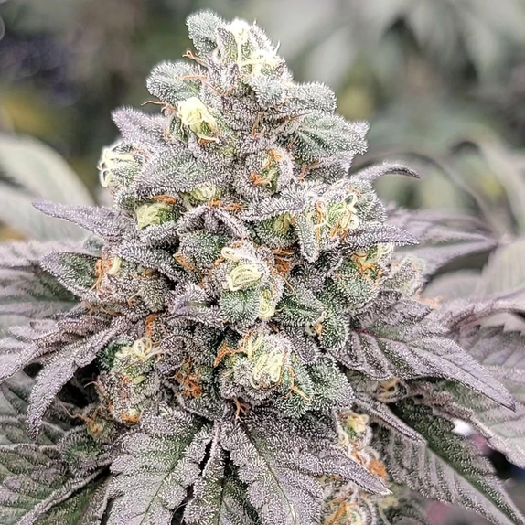Drizzle (In House Genetics) Cannabis Seeds