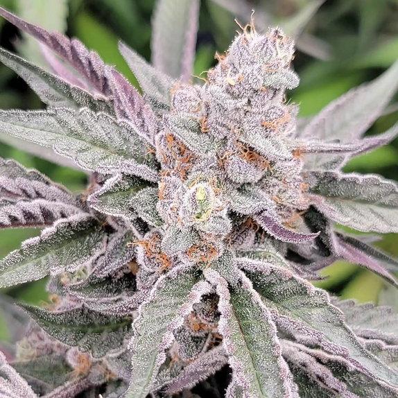Jamz (In House Genetics) Cannabis Seeds