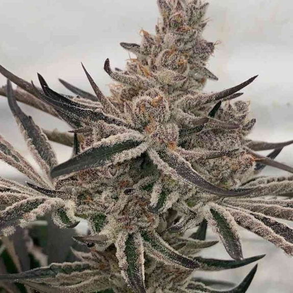 (In House Genetics) Cannabis Seeds