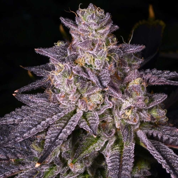 Sonic Bloom Regular (Archive Seedbank) Cannabis Seeds