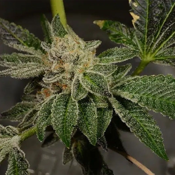 Pudding Pop Feminised (Archive Seedbank) Cannabis Seeds