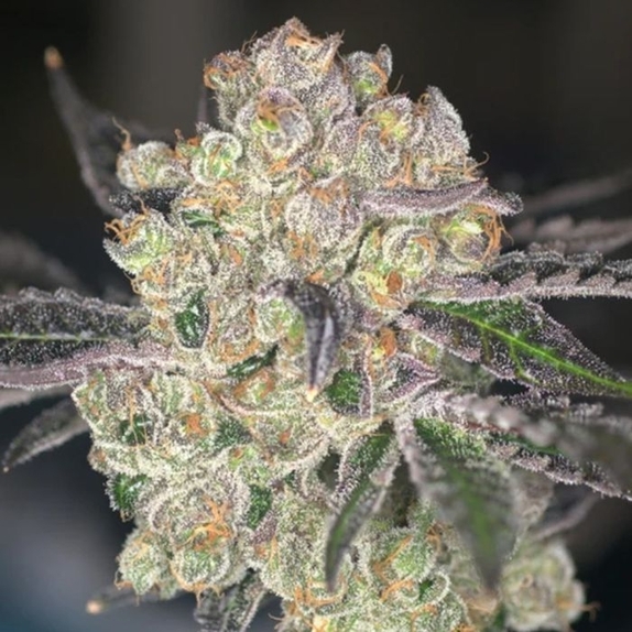 Samoas Feminized (Archive Seedbank) Cannabis Seeds