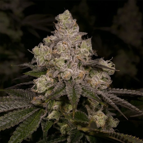 Dolato Feminized (Archive Seedbank) Cannabis Seeds