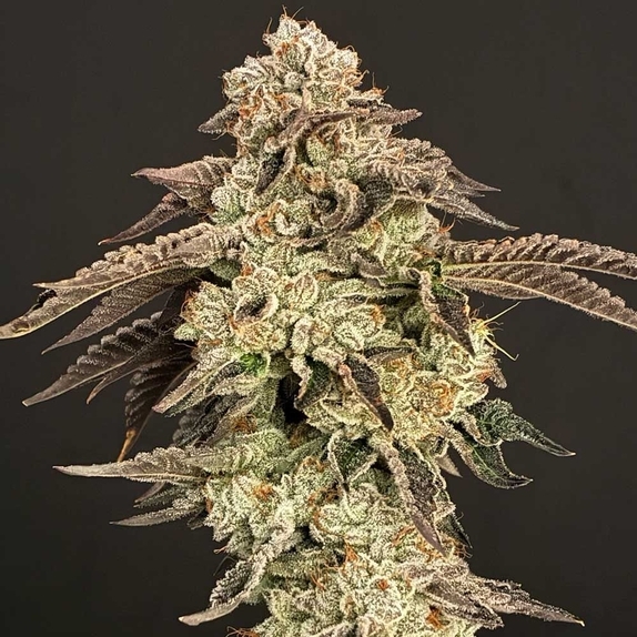 Sour Power Regular(Hortilab) Cannabis Seeds