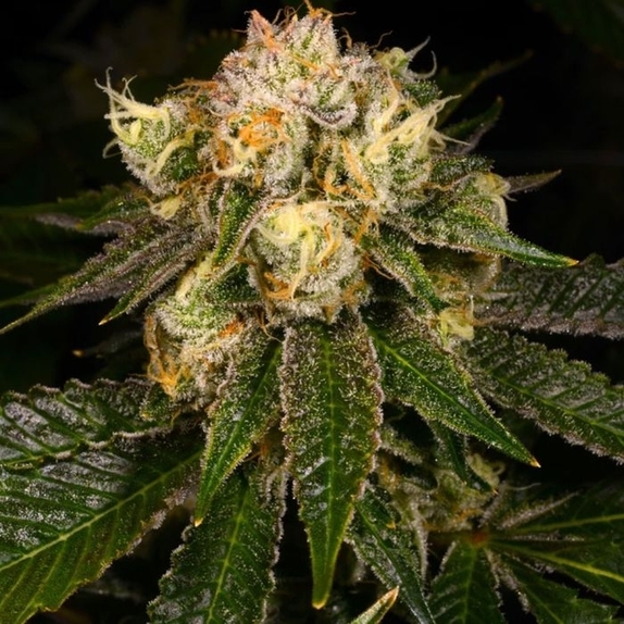 Flak Jacket Feminized (Archive Seedbank) Cannabis Seeds