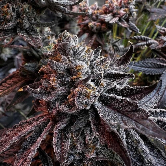 Prisma HortiLab Regular (Hortilab) Cannabis Seeds