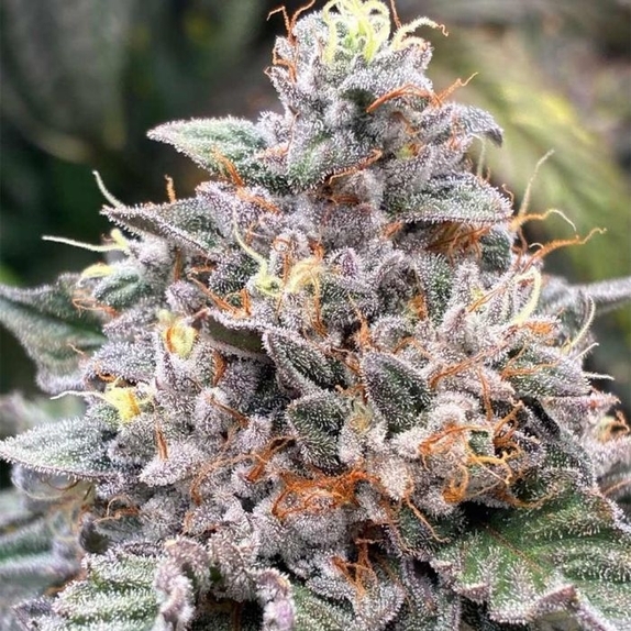 Power Frost Regular (Hortilab) Cannabis Seeds