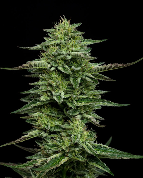 The Bling Cannabis Seeds