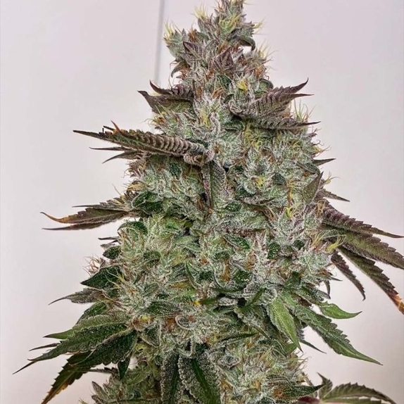 SBSP Regular (Hortilab) Cannabis Seeds