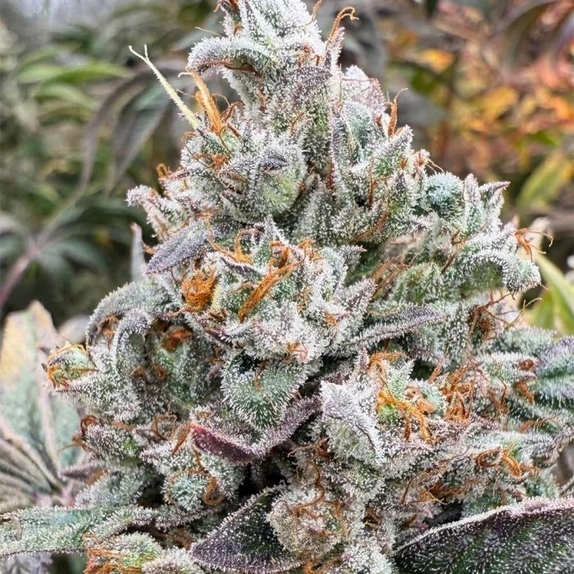 Zing Ting Regular (Hortilab) Cannabis Seeds