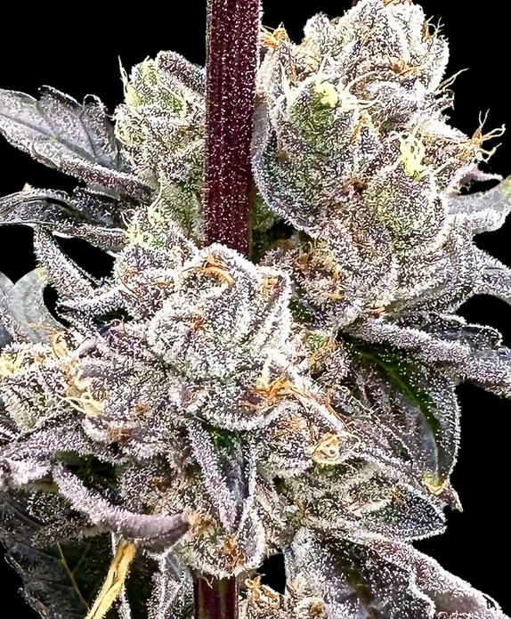 Dry Erase Marker feminised (Atlas Seeds) Cannabis Seeds