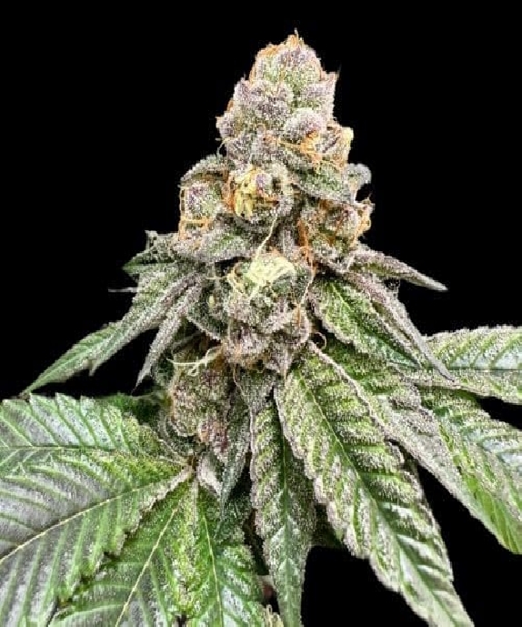 Gorilla Burger (Atlas Seeds) Cannabis Seeds