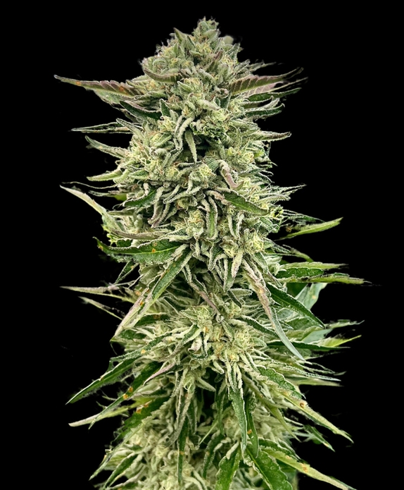 Gorilla Guava (Atlas Seeds) Cannabis Seeds