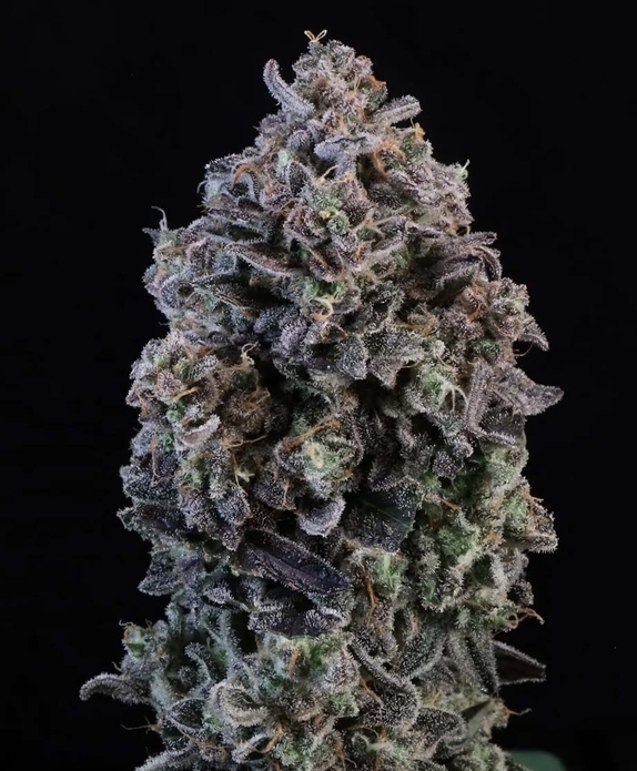 Mendo Breath Auto (Atlas Seeds) Cannabis Seeds