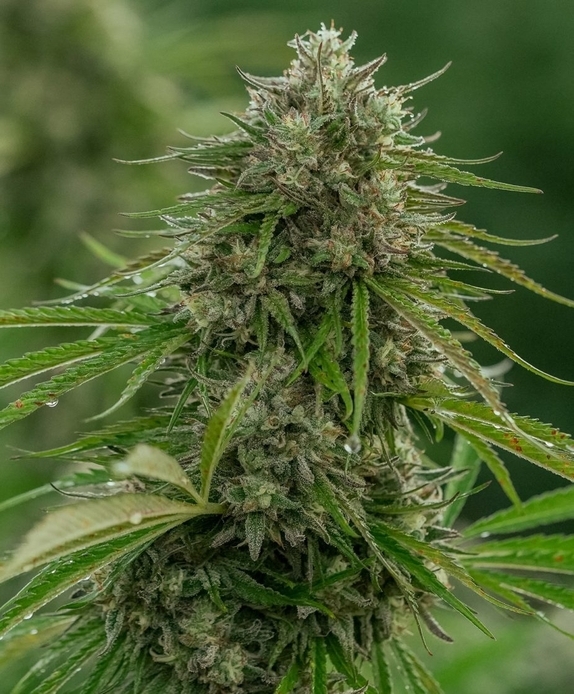 Papaya Candy (Atlas Seeds) Cannabis Seeds