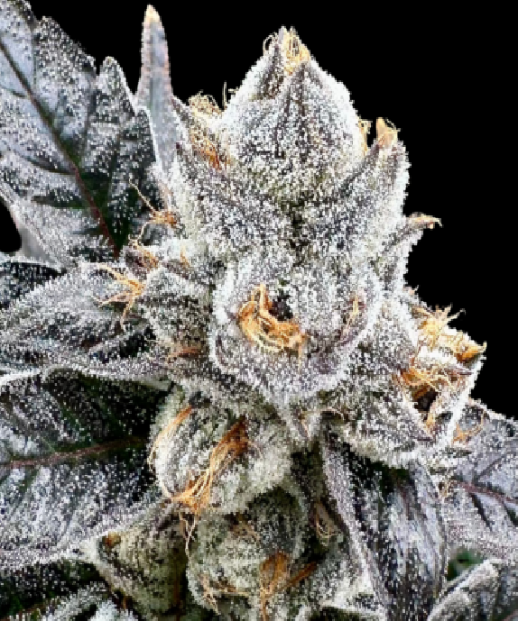 Platinum Lemon Cherry Gelato AKA Platinum LCG (Atlas Seeds) Cannabis Seeds