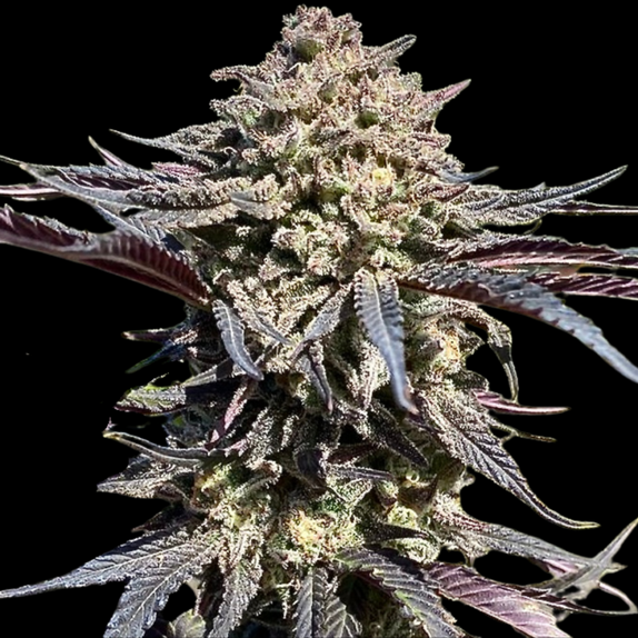 Super Banana Runtz (Atlas Seeds) Cannabis Seeds