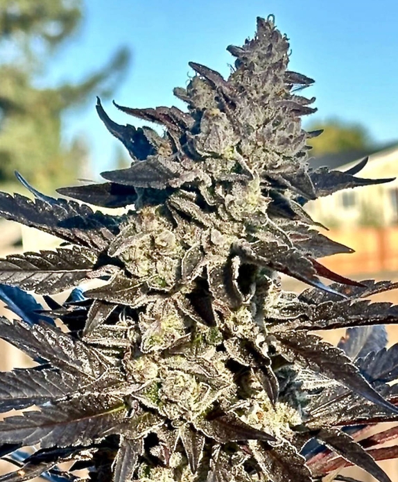 Super Sour Runtz (Atlas Seeds) Cannabis Seeds