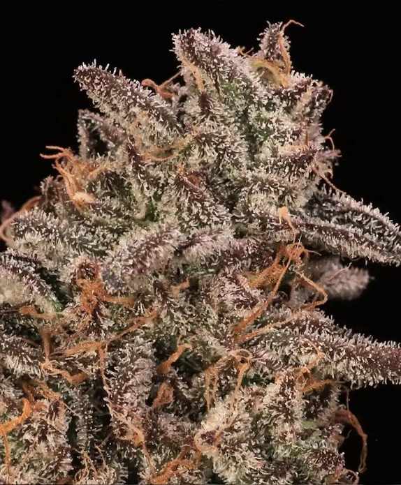 Banana Cream Sundae (Atlas Seeds) Cannabis Seeds