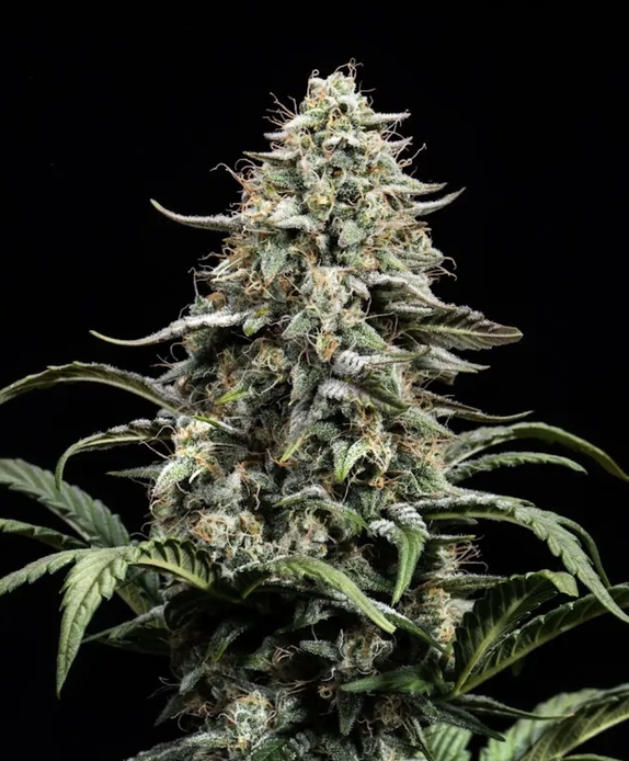 Blue Dream (Atlas Seeds) Cannabis Seeds