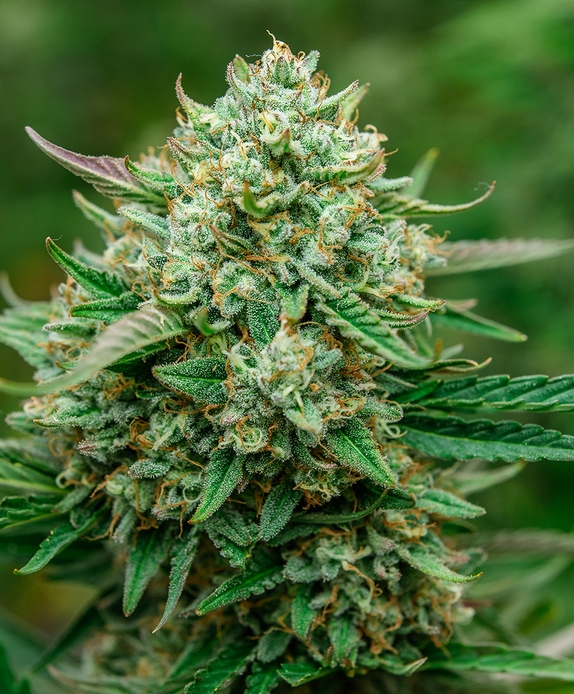 Froot By The Foot Auto (Atlas Seeds) Cannabis Seeds