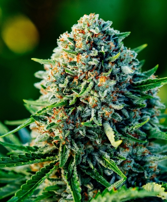 Gummibears Auto (Atlas Seeds) Cannabis Seeds