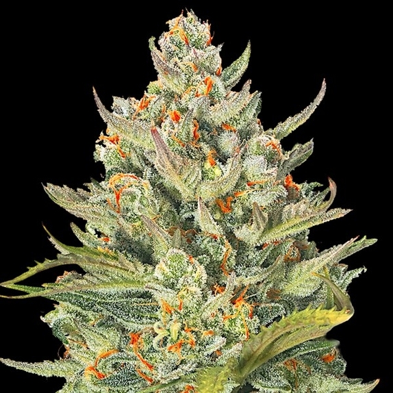 Auto Mimosa Max (G13 Labs Seeds) Cannabis Seeds