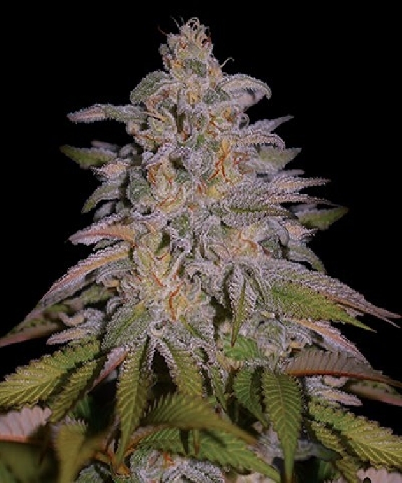 Glazed Gushers (G13 Labs Seeds) Cannabis Seeds