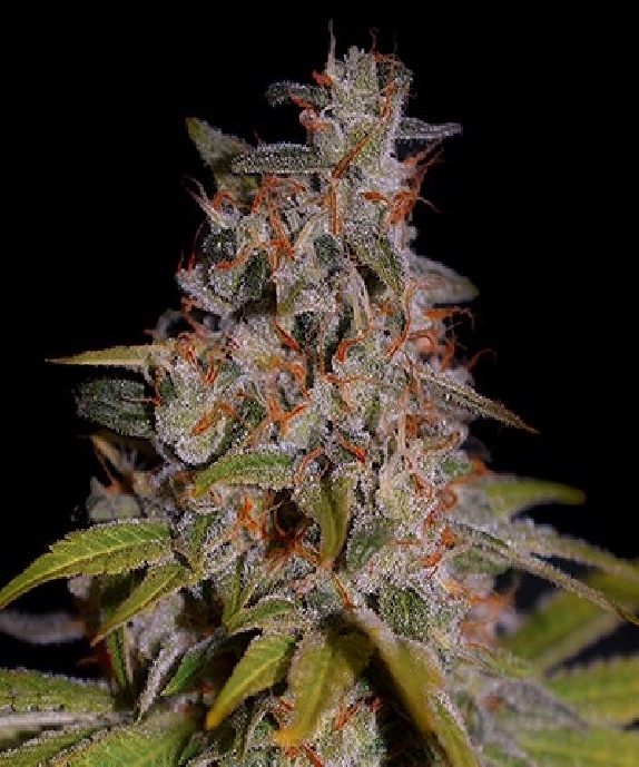 Honey Papaya (G13 Labs Seeds) Cannabis Seeds