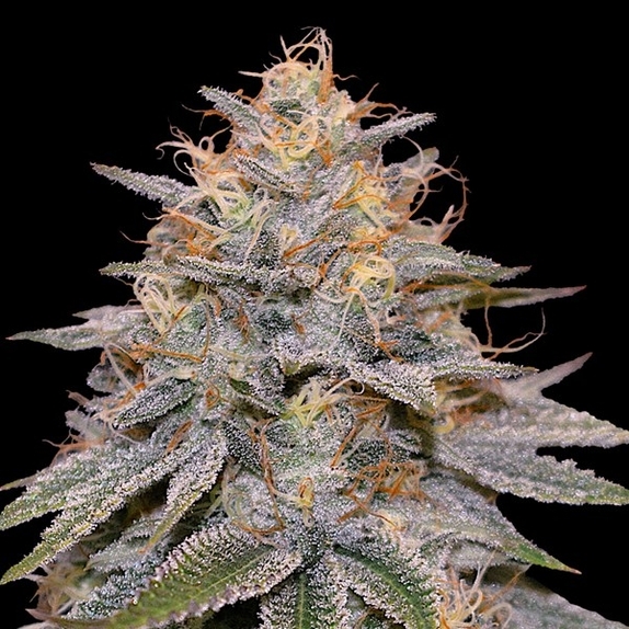 Orange Frappe (G13 Labs Seeds) Cannabis Seeds