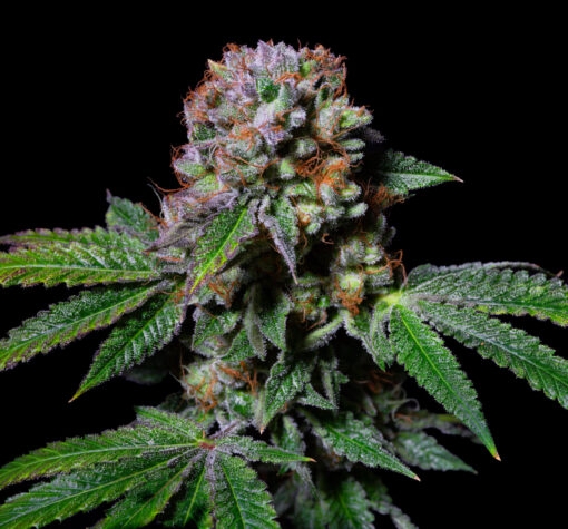 Aca-Dos Delight (Pure Instinto Seeds) Cannabis Seeds