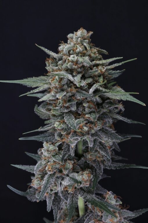 Alien Snack Auto (Pure Instinto Seeds) Cannabis Seeds