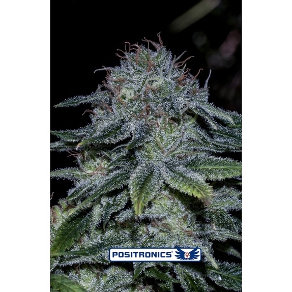 Mystic Cookie Cannabis Seeds