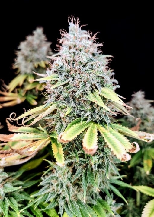 Apple OG (Pure Instinto Seeds) Cannabis Seeds