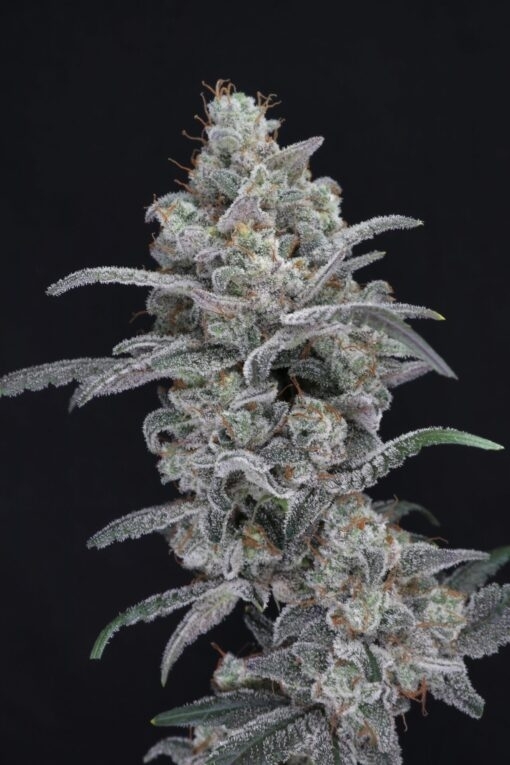Chimera Crasher (Pure Instinto Seeds) Cannabis Seeds