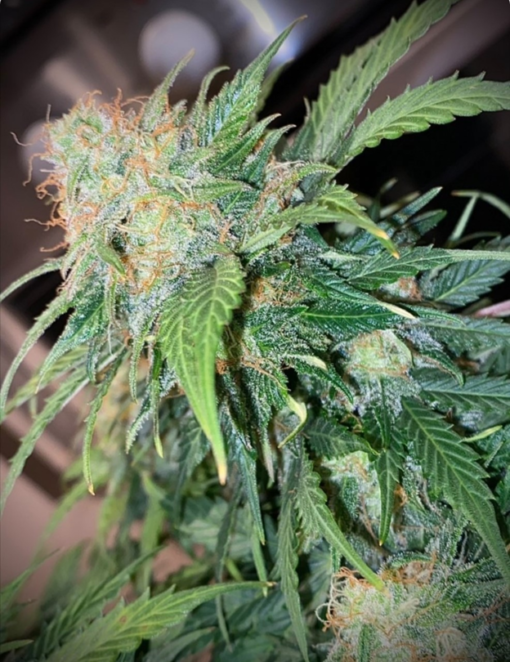 Clementine Dream Auto (Pure Instinto Seeds) Cannabis Seeds