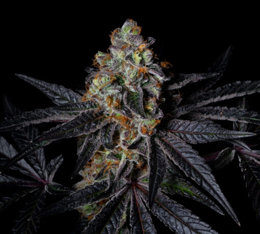 Diamond Dust (Pure Instinto Seeds) Cannabis Seeds