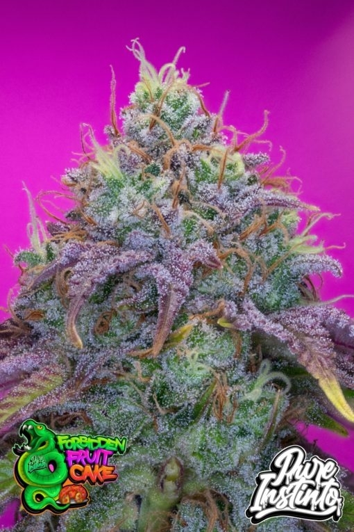 Forbidden Fruit Cake (Pure Instinto Seeds) Cannabis Seeds