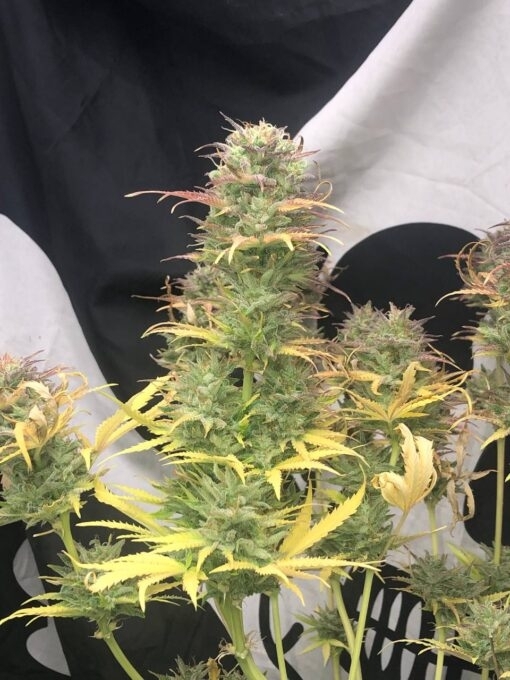 Girl Scout Kush Auto (Pure Instinto Seeds) Cannabis Seeds