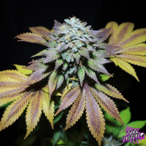 Gorilla Cookies (Pure Instinto Seeds) Cannabis Seeds
