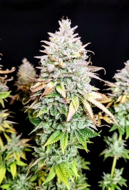 Grateful End OG (Pure Instinto Seeds) Cannabis Seeds