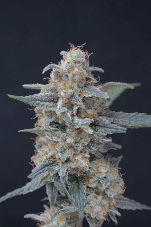Honeyed Cream Dream (Pure Instinto Seeds) Cannabis Seeds