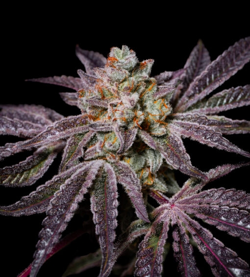 Insanity OG ( (Pure Instinto Seeds) Cannabis Seeds