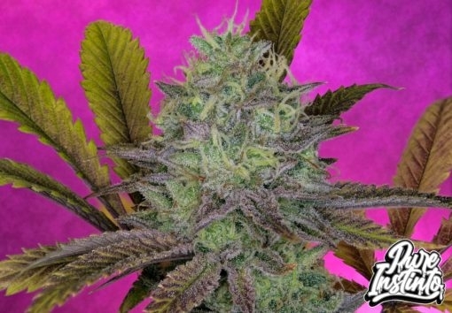 King&39s Banner (Pure Instinto Seeds) Cannabis Seeds